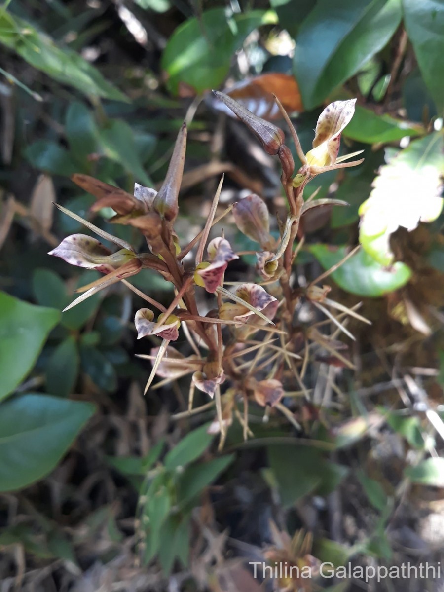 Cryptostylis arachnites (Blume) Hassk.